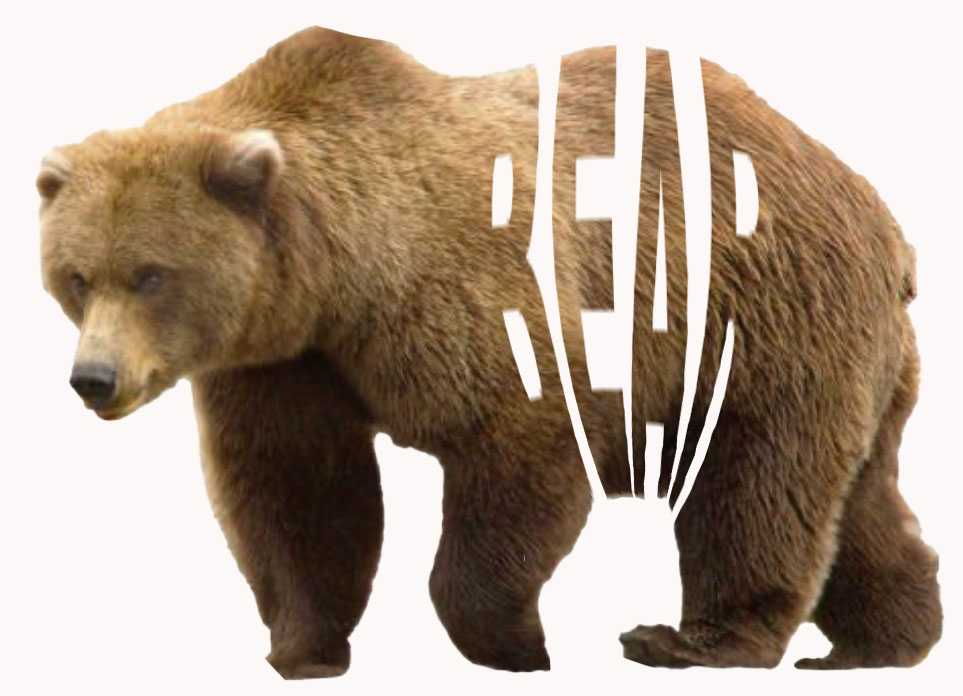 bear and typography image