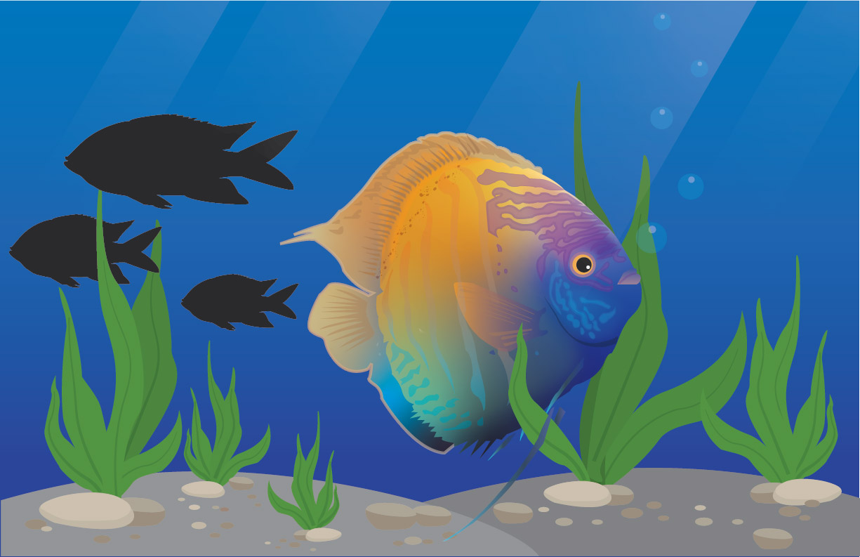 colorful fish graphic design